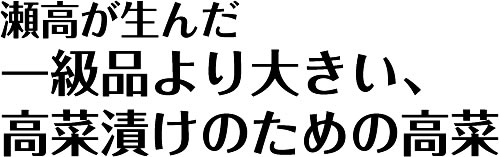 瀬高が生んだ一級品より大きい、高菜漬けのための高菜