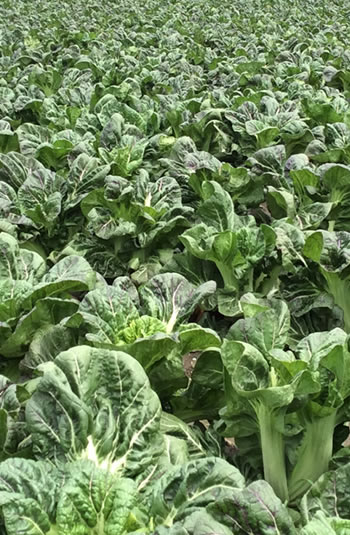 世代を超えた長年の経験が作り出すおいしい高菜