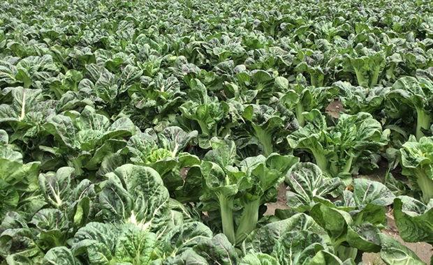 世代を超えた長年の経験が作り出すおいしい高菜