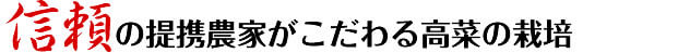信頼の提携農家がこだわる高菜の栽培