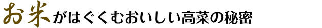 お米がはぐくむおいしい高菜の秘密