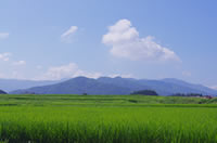 お米がはぐくむおいしい高菜の秘密